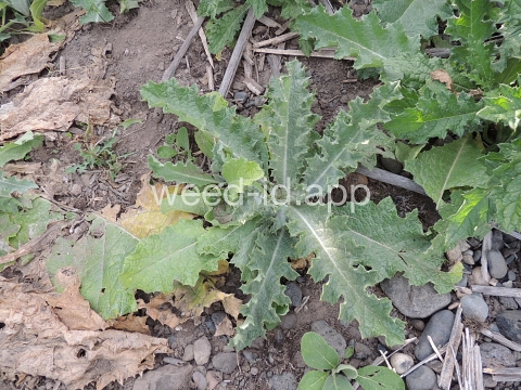 thistle, Scotch